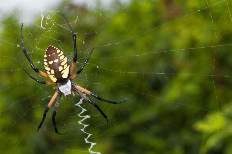 Spider Fumigation Service in Kalamazoo, MI
