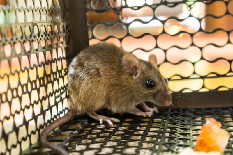 Mouse Fumigation