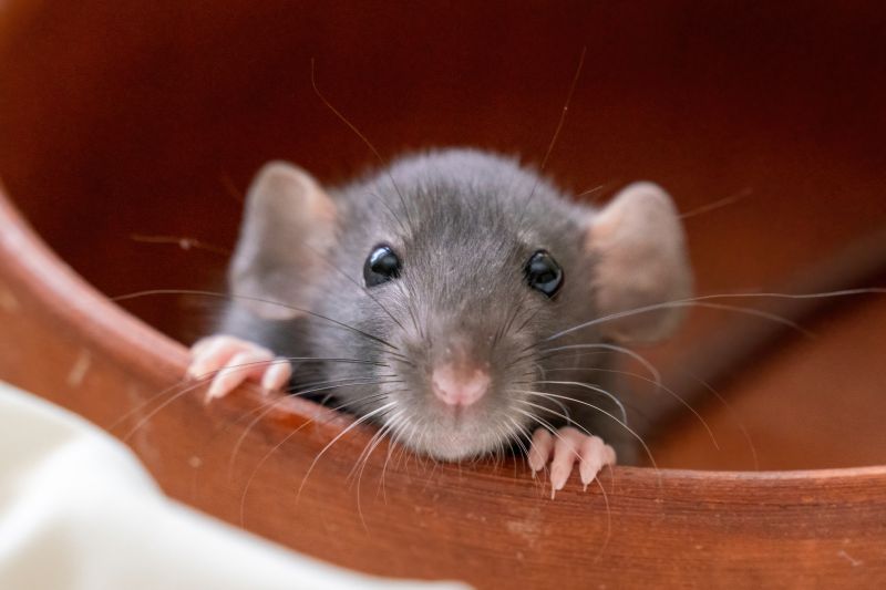 Mouse Fumigation