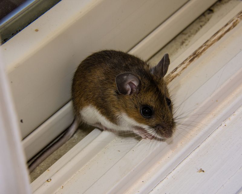 Mouse Fumigation