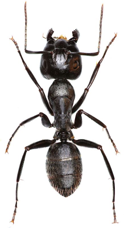 Black Ant Extermination in Frisco, TX