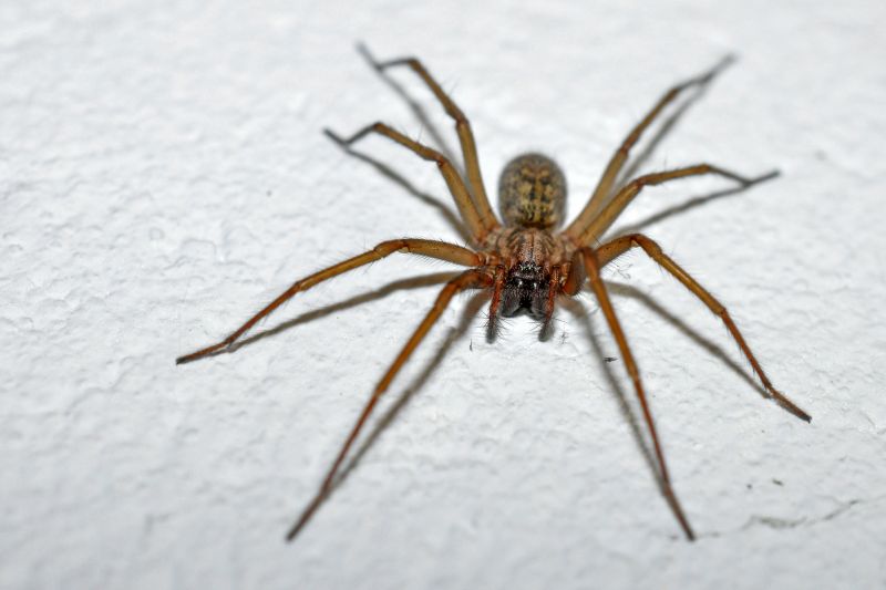 Brown Recluse Extermination in Frisco, TX