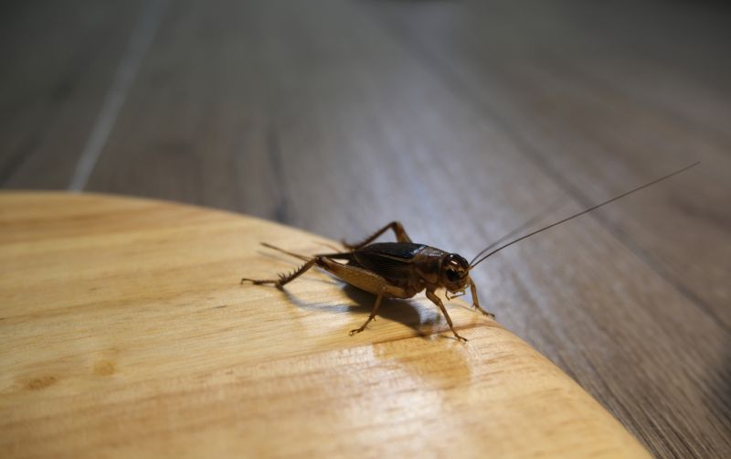 Cricket Control Service in Denton, TX