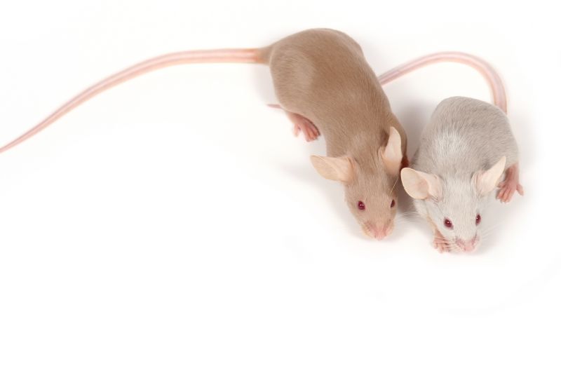 Early Warning Signs Of A Mouse Infestation Inside Your Home