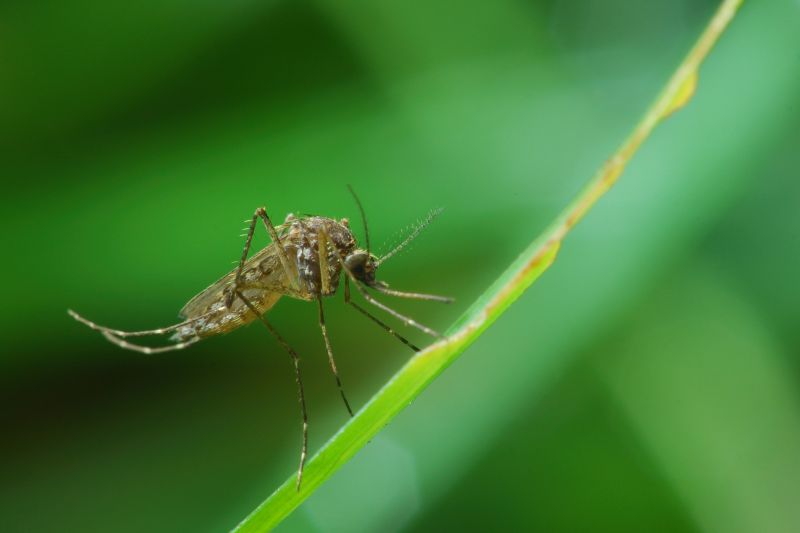 Fly Pest Control in Fort Worth, TX