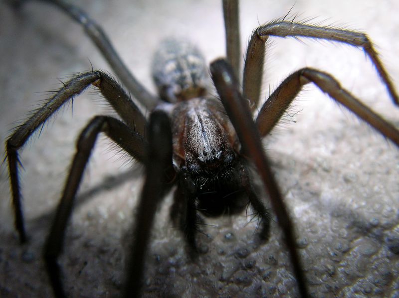 Huntsman Spider Extermination in Denton, TX