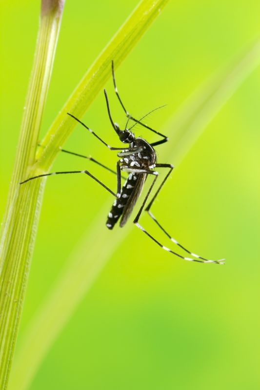 Mosquitoes Pest Control in Arlington, TX
