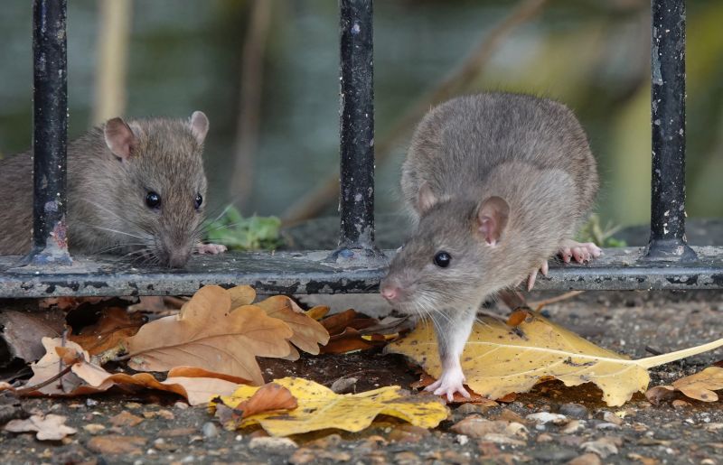 Outdoor Signs of Mice
