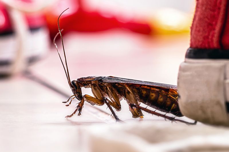 Roach Fumigation in San Jose, CA