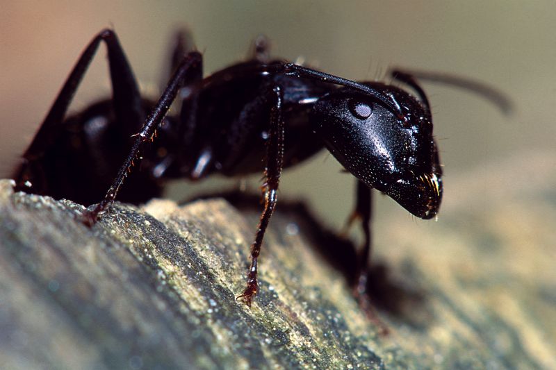 Velvet Ant Extermination in Katy, TX